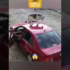 🚨 Dogs Caught With ZERO Chill 😂 #CCTV #FunnyDogs #Caught