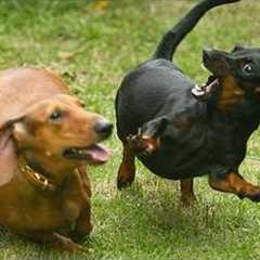 Overdramatic PUPPIES That Will Make You Smile🤣🤣