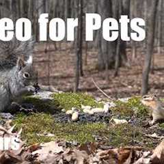 Cat TV for Pets to Watch 🐱 - 10 Hours of Chipmunks, Birds and Forest Friends - Apr 30, 2026
