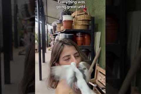 Cockatiel's Hilarious Escape Sends Shopper Sprinting Through Store