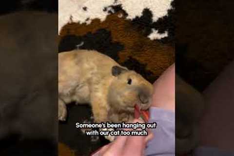 hangry bunny rabbit wrestles mom for treat bag