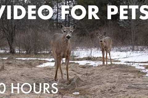 Wild Deer, Birds and Squirrels in the Forest - 10 Hour Cat TV for Pets to Watch 🐱 - Apr 01, 2026