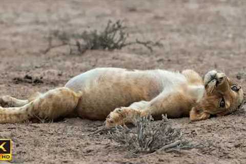 Most Hilarious Animal Moments Ever Caught on Camera 😂