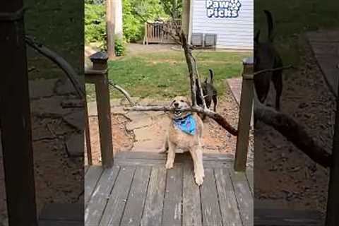 Paw Picks: Vitever Heavy Duty Balls