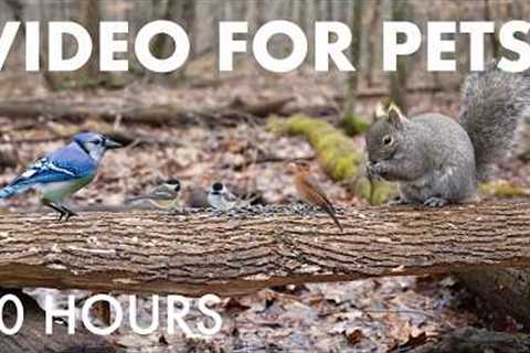 Birds and Squirrels in a Canadian Forest - 10 Hour Cat TV for Pets to Watch 🐱 - Apr 02, 2026