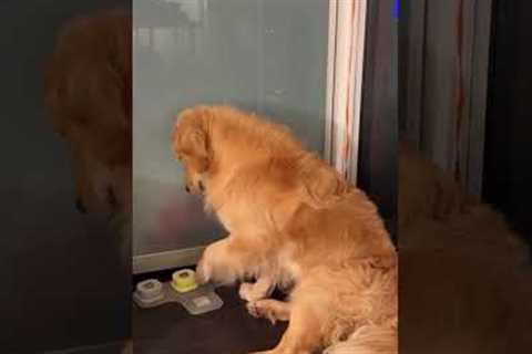 The Funniest Pets Of The Week Are Back!