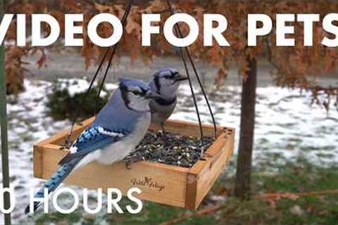 Blue Jays, Woodpeckers and Beautiful Birds for Pets to Watch - 10 Hour Cat TV 🐱 - Apr 03, 2026
