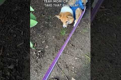 Funny Corgi Gets Scared Of Leaf On Ground While Hiking