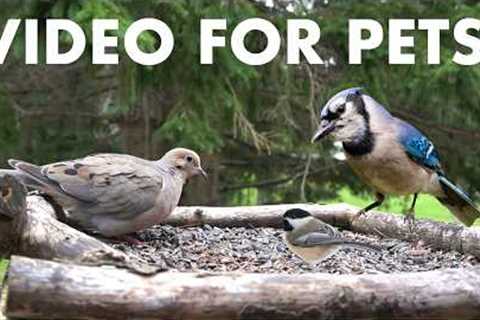 Saturday Morning Cartoons for Pets - 10 Hours of Beautiful Birds and Critters - Apr 04, 2026