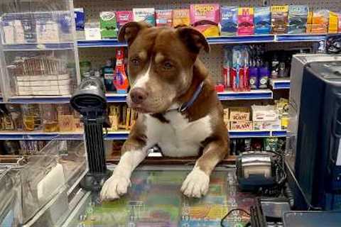 These Pets Are Acting Like Us! | Funny Animal Videos