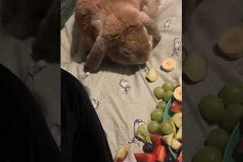 It's Easter!!! 🐰 You have to eat chocolate!! What are you doing?! 🍫😅 (Via - Kirsty E.)