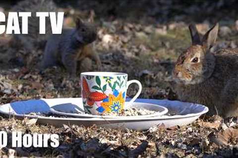 Easter Sunday Dinner with Birds, Bunnies and Squirrels - 10 Hour Cat TV for Pets 🐱 - Apr 05, 2026