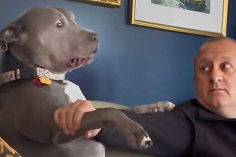 Pitbull dog, the funny and adorable muscular guys - Funny Dog Videos