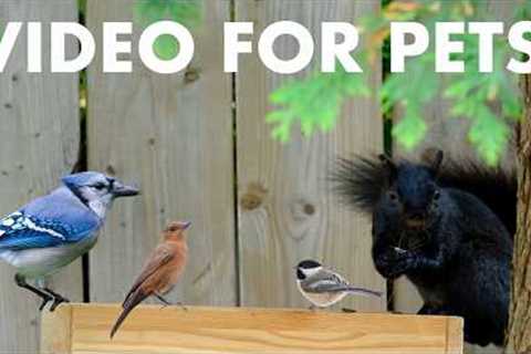 Cat TV for Pets to Watch 🐱 - 10 Hours of Birds, Squirrels and Chipmunks - Apr 06, 2026