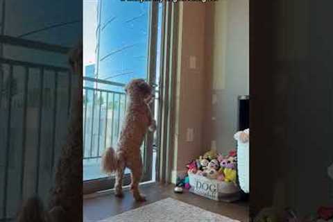 Clever Goldendoodle is Caught Unlocking Balcony Door