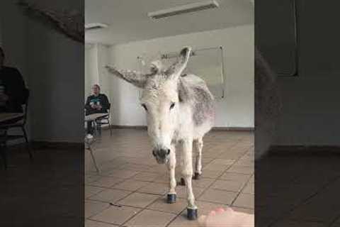 Oh man... I think I'm in the wrong class... 🫏 #Donkey #Burrow #Funny