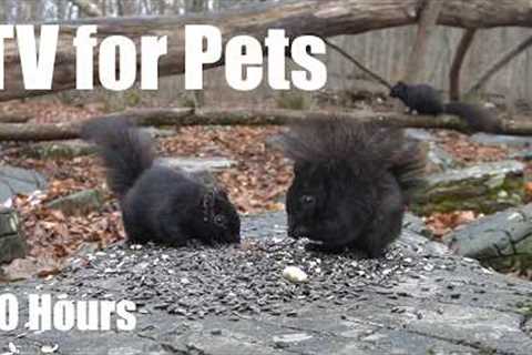 Cat TV for Pets to Watch 🐱 - 10 Hours of Birds, Squirrels and Forest Friends - Apr 07, 2026