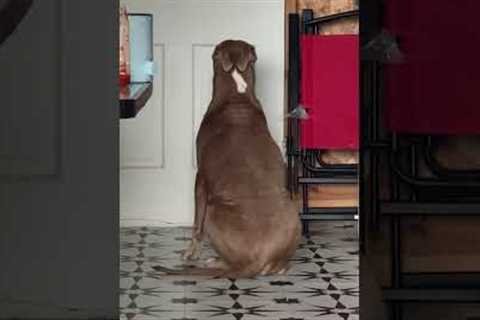 Funny Orange Cat Ignores Timeout While Dog Obediently Waits