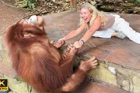 Most Dramatic Orangutan Ever Caught on Camera 😂