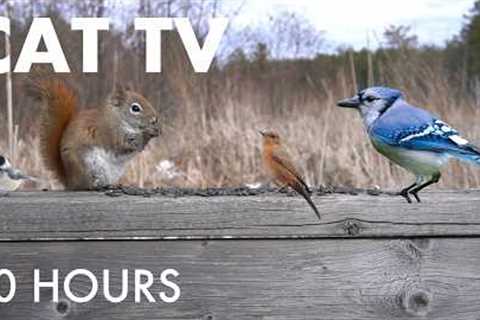Red Squirrels, Blue Jays and Forest Friends - 10 Hour Cat TV for Pets to Watch 🐱 - Apr 08, 2026