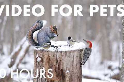 Cat TV for Pets to Watch 🐱 - Birds, Squirrels and Forest Friends in the Snow - Apr 09, 2026