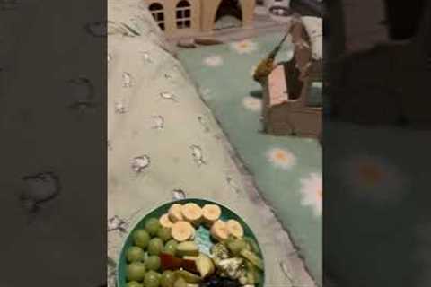 Animal videos that will make you scream!