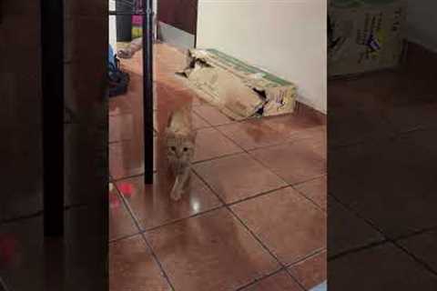 Orange cat tries to sneak up on me 🤣