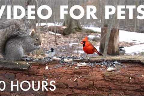 Relaxing Video for Pets and People - 10 Hours of Animals in a Beautiful Forest - Apr 10, 2026
