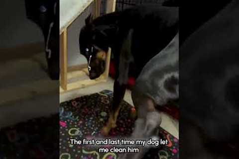 Person Accidentally Sprays Dog's Face as Cleaner Pump Malfunctions