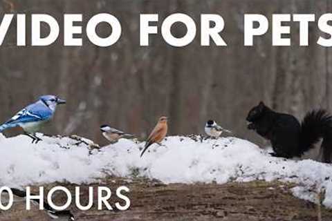Cat TV for Pets to Watch 🐱 - Springtime Snow for Birds and Squirrels in the Forest - Apr 13, 2026