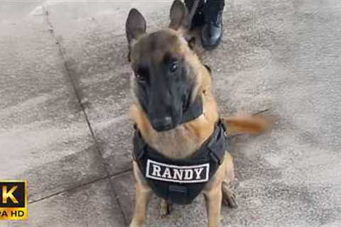 When Your Dog Quits Being a Police Dog 😂
