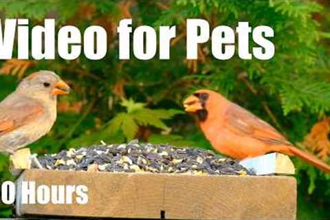 Cat TV for Pets to Watch 🐱 - 10 Hours of Backyard Birds and Critters - Apr 14, 2026