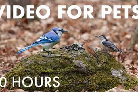 Cat TV for Pets to Watch 🐱 - 10 Hours of Birds, Squirrels and Forest Friends - Apr 15, 2026