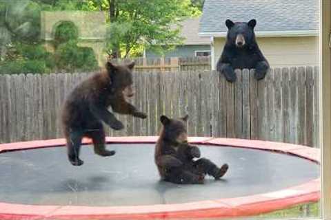 Impossible Not To Laugh 🤣 OVERDRAMATIC Bears Ever!