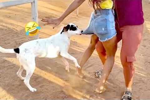 Dog Is The FUN Police | Funniest Viral Pets 🤪