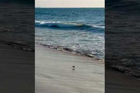 A little bird was having fun playing in the waves on the beach ✨🌊🥰