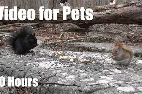 Cat TV for Pets to Watch 🐱 - 10 Hours of Red Squirrels, Blue Jays and Forest Friends - Apr 17, 2026
