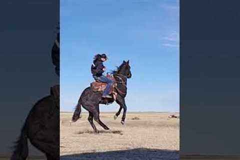 YEEHAW!! 💥🐎 Wacky and weird animals to make you laugh! 🤣🐕