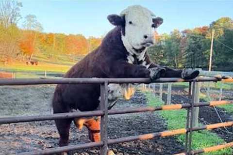 Overdramatic Farm Animals That Will Make You Cry Laughing 🤣