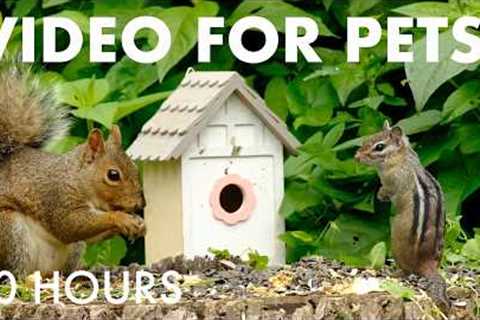 Saturday Morning Cartoons for Pets 🐱 - 10 hours of Backyard Birds and Critters - Apr 18, 2026