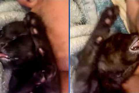 The stray cat I've been trying to rescue had kittens!!