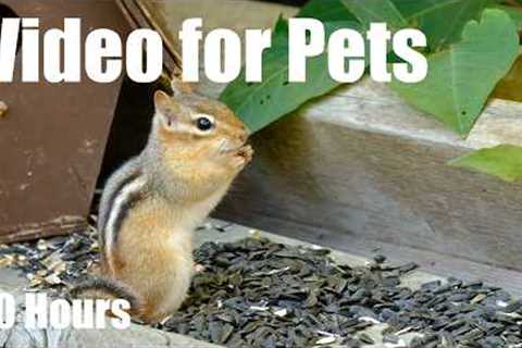 Cat TV for Pets to Watch 🐱 - Sunday Morning Brunch for Squirrels and Chipmunks - Apr 19, 2026