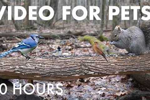 Cat TV for Pets 🐱 - 10 Hours of Birds, Squirrels and Animals in a Canadian Forest - Apr 20, 2026