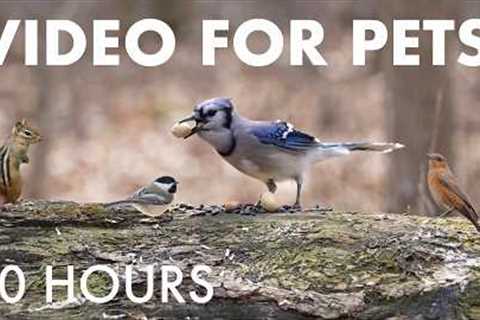 Relaxing Video for Pets and People - 10 Hours of Birds, Squirrels and Forest Friends - Apr 21, 2026
