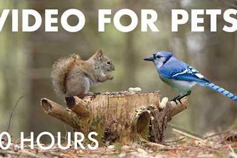 Cat TV for Pets to Watch 🐱 - 10 hours of Red Squirrels, Blue Jays and Forest Friends - Apr 22, 2026