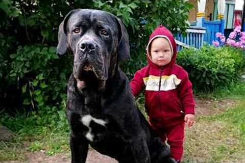 When Your Baby is Raised by an Overprotective Dog!