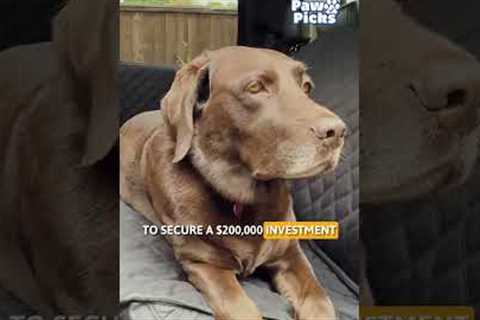 Paw Picks:  Ruffliners