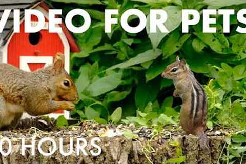 Cat TV for Pets to Watch 🐱 - 10 Hours of Backyard Birds and Squirrels by the Barn - Apr 23, 2026