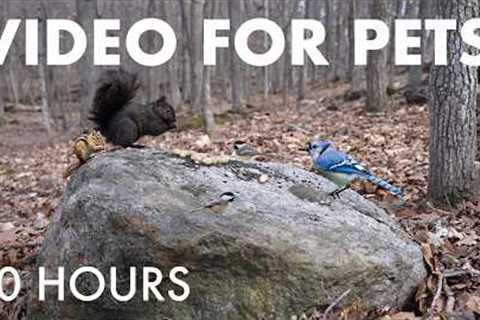 Cat TV for Pets to Watch 🐱 - 10 Hours of Beautiful Animals in a Canadian Forest - Apr 24, 2026