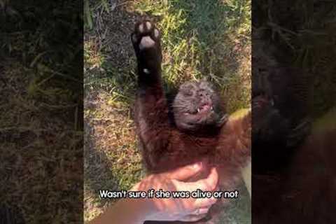 Hilarious Black Cat Has Stiff Sleeping Pose When Sunbathing